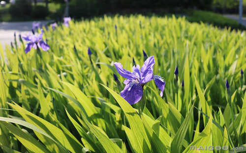 四季兰十大名花(四季有名的花)