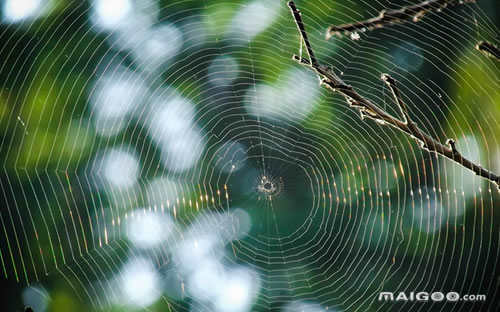 世界十大最毒蜘蛛视频(世界十大最毒蜘蛛漏斗形蜘蛛)