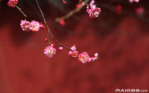 中国十大名花排名图片(中国十大名花排名及别称)