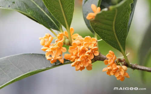 桂花十大品种排名(桂花哪些品种)