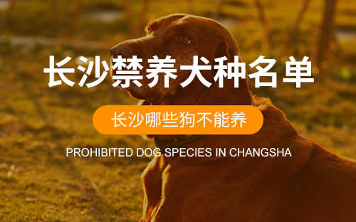 长沙禁犬令出台(长沙市禁养犬种)