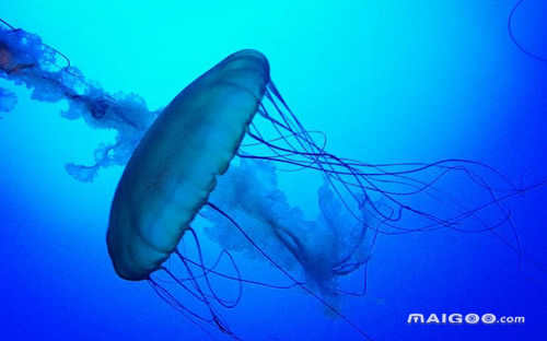 海洋中最强生物(海洋中最强大的生物)