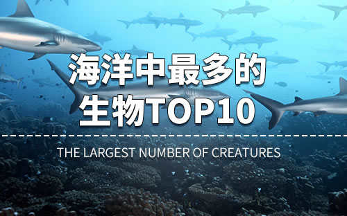 海洋中最多的生物是什么海底两万里(海洋中最多的生物是什么)