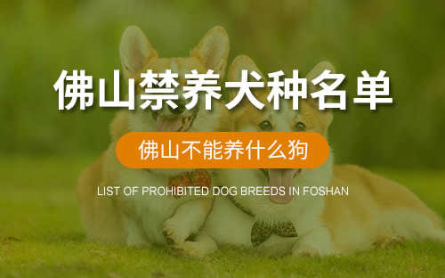 佛山大型犬禁养(佛山禁养犬种目录查询)