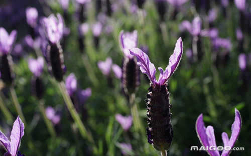 世界十大名花欣赏地点(世界最有名的花)